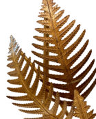 FERN-DETAIL1 copy