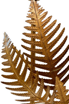 FERN-DETAIL1 copy